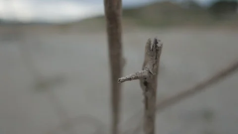 Close up dead tree. Stock Footage 115965904