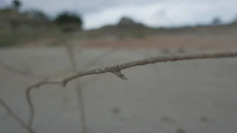Close up dead tree. Stock Footage 115965934