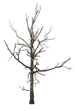 Close up of dead tree isolated on white background Stock Photos