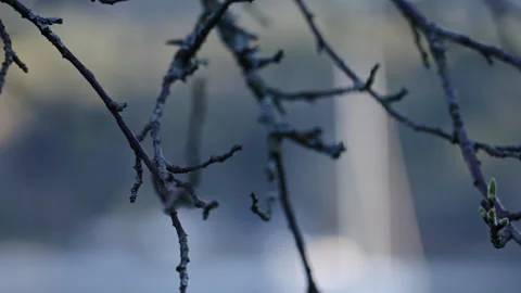 Close up of a dead tree next to the sea Stock Footage 266762621