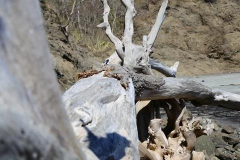 Close-up of a dead tree Stock Photos