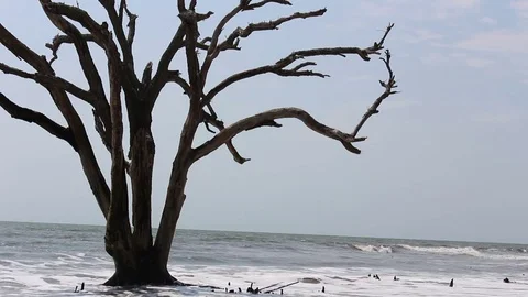 Close up of a dead tree standing in the ocean. Vídeo Stock 76056068