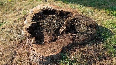Close-Up of Dead Tree Stump from Cut-Down Tree 库存照片