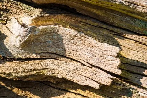 Close up of a dead tree trunk bark texture Stock Photos