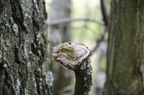 Close up of a dead tree trunk in the forest, selective focus Stock Photos