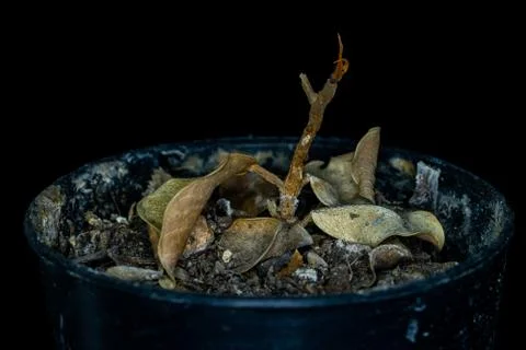 Close-up of dead trees in pots and black background Stock Photos