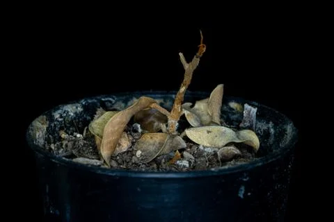 Close-up of dead trees in pots and black background Stock Photos