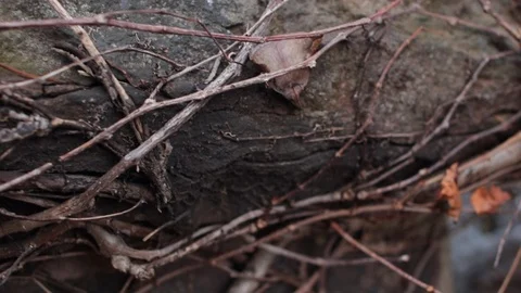 Close up dead vines over old cement wall 動画素材 99208920