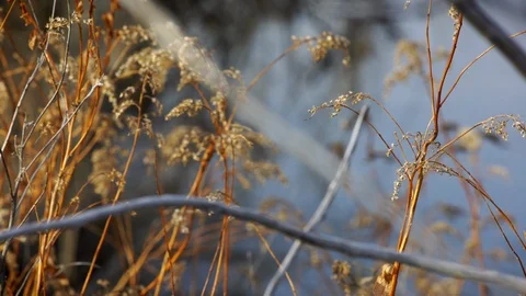 Close on dead weeds as sun shines on muddy creek flowing in background Stock Footage 121040682
