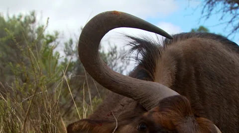 Close-up of dead wildebeest in grassland Stock Footage 54591360