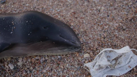 Close up Dead young dolphin on the sea shore next to the discarded mask and Stock Footage 206842008