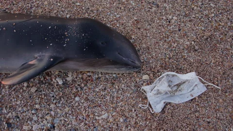 Close up Dead young dolphin on the sea shore next to the discarded mask and 库存影片 225959208