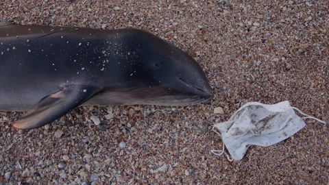 Close up Dead young dolphin on the sea shore next to the discarded mask and Stock Footage 227016989