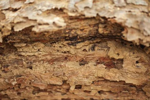 Close up of a decayed, caused by Termites, old mango tree trunk. Stock Photos