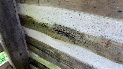 Close-up of decayed hand hewed log Stock Photos