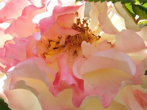 Close-up of a decayed Rose Stock Photos