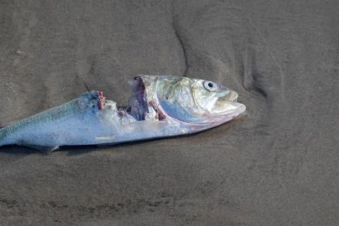 Close up of a decaying dead fish with a portion eaten away laying on wet sand Stock Photos