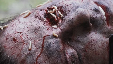 Close up of a decaying eye with lots of maggots in it Stock Footage 138425328