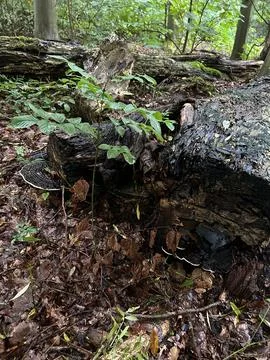 Close-up of decaying fallen tree trunks, moss-covered bark, and fresh saplings Stock Photos