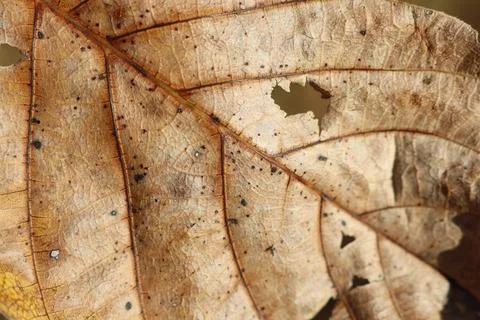 Close up of a decaying leaf with perforations, possibly due to plant pathology Stock Photos
