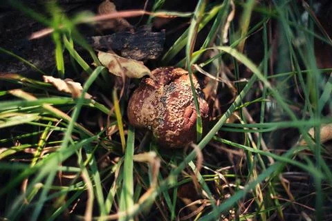 Close-up of a decaying rotten apple resting on green grass in nature Stock Photos