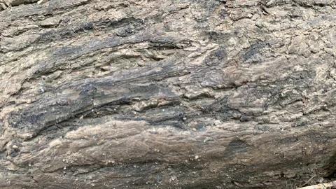 Close-up of decaying tree bark displaying layered wood grain, Stock-Fotos