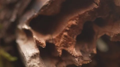Close-up of decaying tree trunk with hollowed texture. Stock Footage 288830583