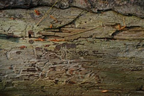 Close-up of decaying wood texture Фото