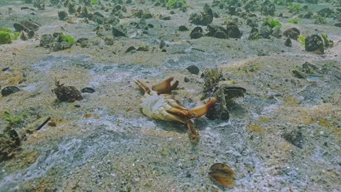 Close-up of deceased crab on sand in low-oxygen zone, also known as hypoxic dead Stock Footage 329201724