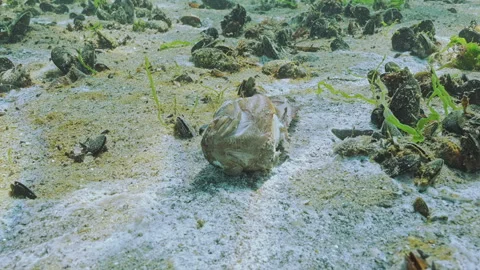 Close-up of deceased Goby fish on sand in low-oxygen zone, also known as hypoxic Stock Footage 318616573