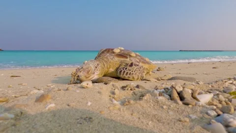 Close-up of Deceased Hawksbill Turtle on Abu Dhabi Beach Stock Footage 327454691