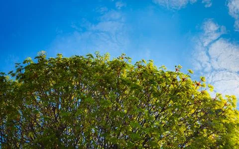 Close-up of a deciduous tree with blue sky and clouds. Stock Photos