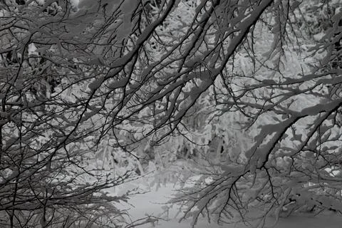 Close-up of deciduous tree branches heavily laden with thick, fresh snow an.. Stock Photos
