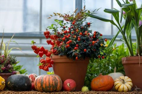 Close up of decoration with pumpkins on table Stock Photos
