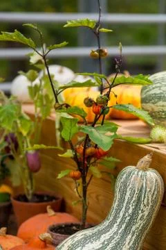 Close up of decoration with pumpkins on table Foto stock