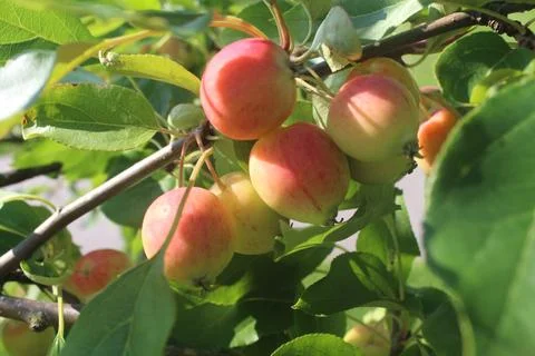 Close-up of decorative apples hanging from a tree branch Stock Photos