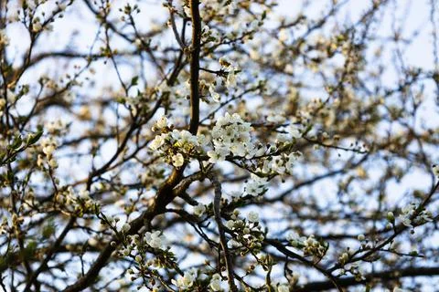 Close up of decorative cherry flowers in small clusters on a cherry tree branch Stock Photos