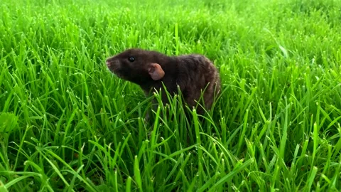 Close up decorative dumbo rat run in camera. outside on lawn and grass. Pet in Video stock 157421977