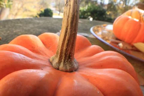 Close Up -- Decorative Gourd Stock Photos