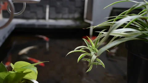 Close up decorative green leaf on pot with fish pond background Stock Footage 150075267