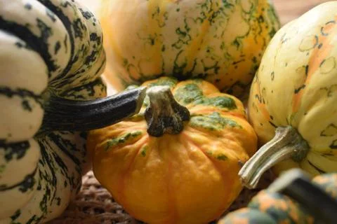 Close up on decorative pumpkins Stock Photos