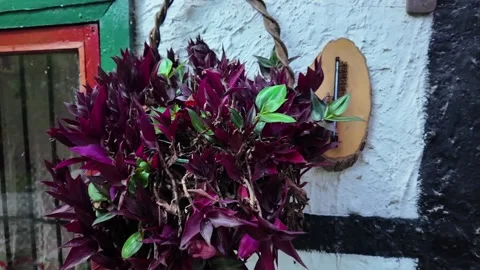 Close-up of Decorative Purple Plant on Rustic Wall 動画素材 333013315