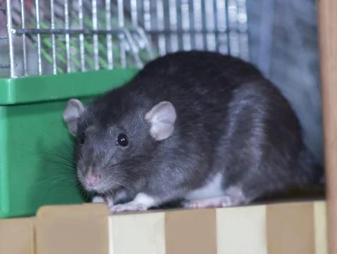 Close-up of a decorative rat Stock Photos