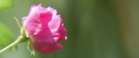 Close-up of decorative rose on long stem scope 4K footage Stock Footage 311496453