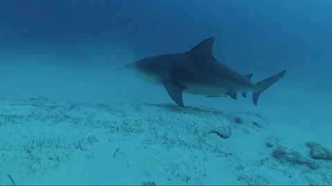Close up deep diving with bull sharks video at the bottom of the sea Stock Footage 146287151