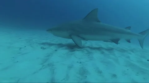 Close up deep diving with bull sharks video at the bottom of the sea Stock Footage 146287155