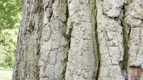 Close up of deep fissured tree bark 库存影片 334760202