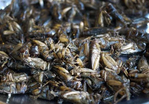 Close-up of deep fried insects as snack thai local food market Stock Photos