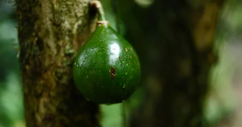 Close up of deep green avocado. Slow focus on avocado. Agriculture. Stock Footage 154865824