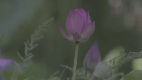 Close-Up Deep Pink Lotus Flower and Bud Green Leaves Stock-Footage 343696097